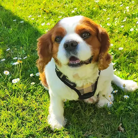 度假居 Casa Do Avo Manuel