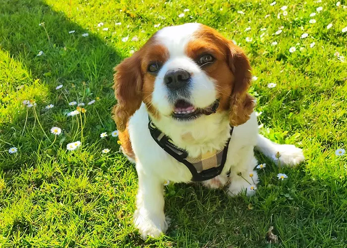 Prázdninový dům Casa Do Avo Manuel